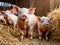 Happy piglets with enough space in the barn