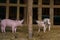 Happy piglets at the farm