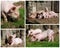 Happy piglets high resolution