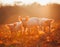 Happy piglets playing in leaves at sunset