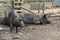 Happy pigs on a farm in the UK