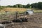 Happy pigs on a farm in the UK