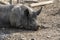 Happy pigs on a farm in the UK