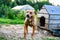 Happy Pit Bull Terrier. Smiling dog. Best friend