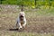 Happy pitbull with his tongue out running