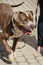 Happy pitbull portrait in sunny street, homeless dog