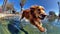 Happy playful dog having fun in the city park. Puppy playing in the fountain, shot on fisheye camera.