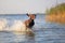 Happy playful muscular thoroughbred hunting dog German shorthaired pointer. Is jumping, running on the water splashing.