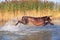 Happy playful muscular thoroughbred hunting dog German shorthaired pointer. Is jumping, running on the water splashing it.