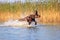 Happy playful muscular thoroughbred hunting dog German shorthaired pointer. Is jumping, running on the water splashing it around