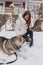 Happy playful time of excited joyful young woman having fun with husky dog on the street in snow. Happy winter time with