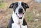 Happy Pointer mix breed dog outside for animal shelter adoption photo