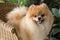 Happy pomeranian dog cute pet smile