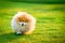 Happy Pomeranian Running in Green Grass Field