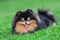 Happy pomeranian spitz dog of black sable color is lying down on green grass at nature