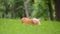 happy pomeranian spitz dog running on the green grass.
