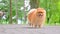 Happy pomeranian spitz dog running in the park