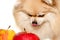 Happy pomeranian spitz eating apple, fruit on a white background close-up. Dog