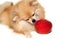 Happy pomeranian spitz eating apple, fruit on a white background close-up. Dog