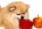 Happy pomeranian spitz eating apple, fruit on a white background close-up. Dog food.