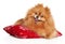 Happy Pomeranian Spitz puppy on red pillow