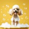 Happy Poodle in bath with foam and bubbles. ai generative