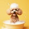 Happy Poodle in bath with foam and bubbles. ai generative