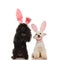 Happy poodle and bichon dogs wearing bunny ears