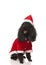 Happy poodle wearing a santa costume looks to side