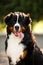 happy portrait Bernese mountain dog. coniferous tree on background