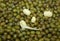 Happy positive emotion healthy fresh diet concept. Germinated mung bean seeds like a smiley face
