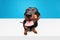 Happy, positive, laughing purebred dog, black Dachshund with tongue sticking out isolated over blue white studio