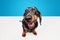 Happy, positive, laughing purebred dog, black Dachshund with tongue sticking out isolated over blue white studio