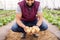 Happy potato farmer, greenhouse farm and vegetable garden with sustainable, organic agriculture and a healthy natural