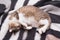 Happy pregnant cat is lying on its back on striped bedspread.