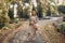 Happy pregnant woman walks in the autumn forest