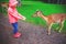 Happy pretty little girl in rubber boots feeds deers in the nature park at autumn