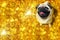 Happy pug dog sitting on a pile of glittering gold coins