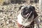 Happy pug dog taking a walk in the forrest