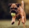 Happy Pup Playing with a Tennis Ball