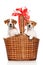 Happy puppies in large wicker basket