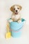 Happy puppy in a beach pail