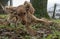 Happy puppy dog cocker spaniel jumping