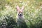 Happy puppy dog red Corgi in festive Easter pink rabbit ears on meadow lies in white chamomile flowers on a Sunny clear day