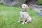 Happy puppy dog running on playground green yard. Yellow Labrador Retriever. Sunny day