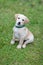 Happy puppy dog running on playground green yard. Yellow Labrador Retriever. Sunny day