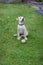 Happy puppy dog running on playground green yard. Yellow Labrador Retriever. Sunny day