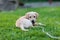 Happy puppy dog running on playground green yard. Yellow Labrador Retriever. Sunny day