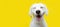 Happy puppy dog smiling on isolated yellow background