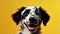 Happy puppy dog smiling on isolated yellow background. Adorable Dalmatian dog